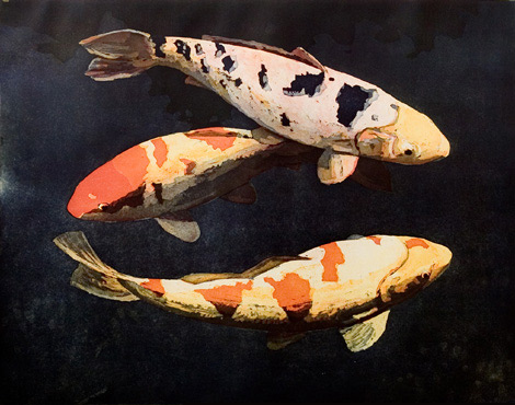 schellekens koi karpers